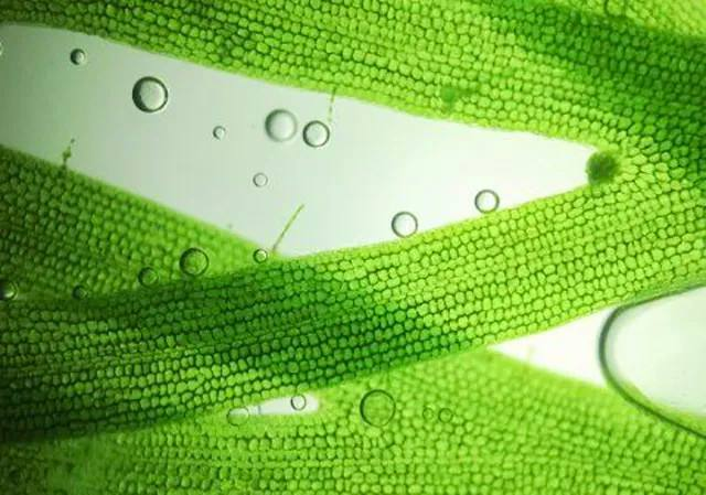 利澳国际注册科技