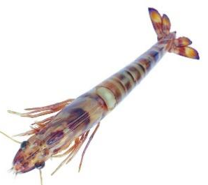 利澳国际注册科技